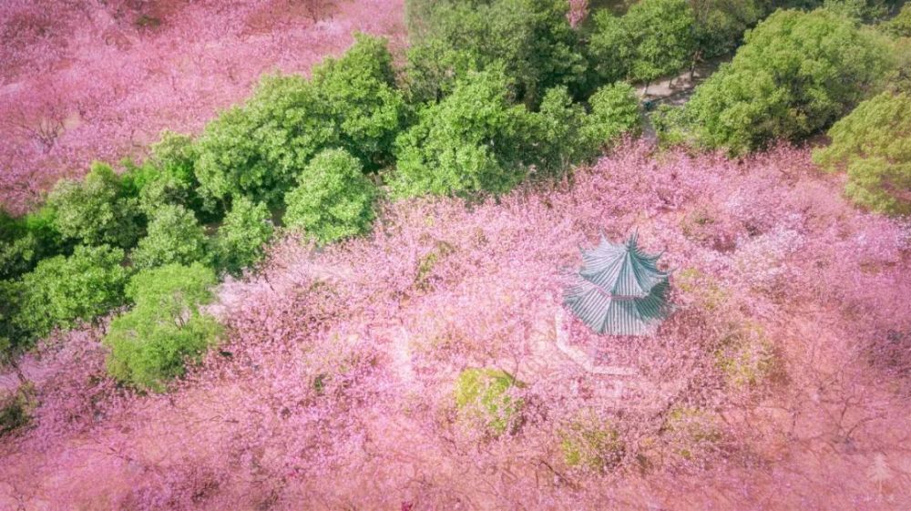 (图源网络) 湖南科技大学樱花园