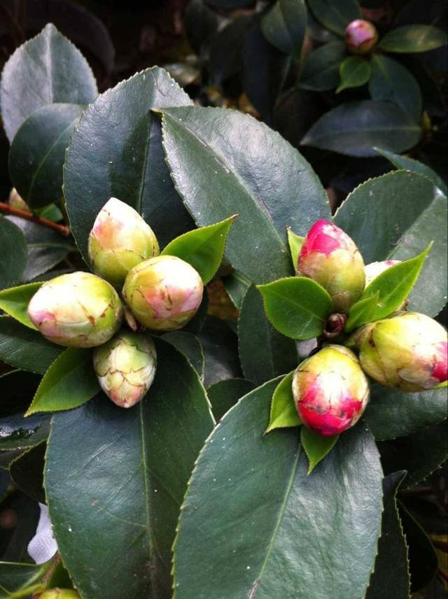 明明到了花期,家里茶花完全没有开花苗头,都是这几个原因在搞鬼
