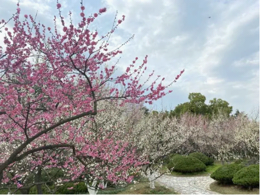 蜀山,腊梅,杏花,匡河,樱花,油菜花