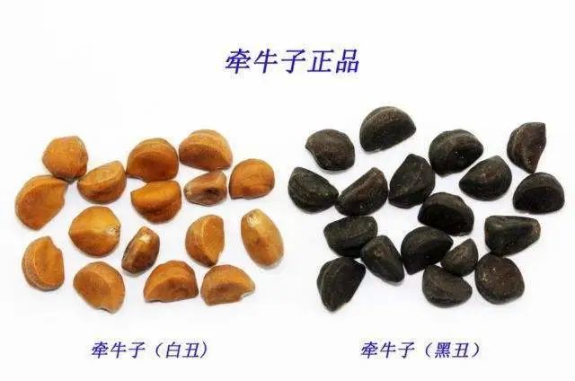 【饮片炮制】 1.牵牛子:除去杂质.用时捣碎.