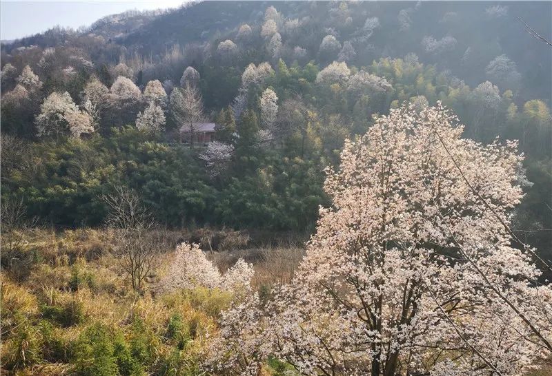 望春花,望春谷,金寨,铁冲乡