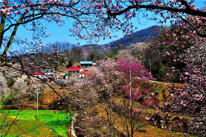 3月6日,金寨望春谷景区对外开放!万株玉兰怒放!