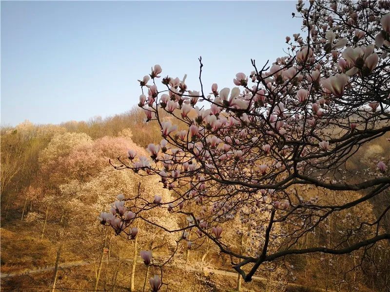 望春花,望春谷,金寨,铁冲乡