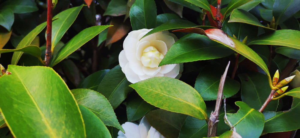 吉安视觉:白色山茶花 洁白温润