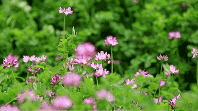 壁纸 花 桌面 408_230 gif 动态图 动图