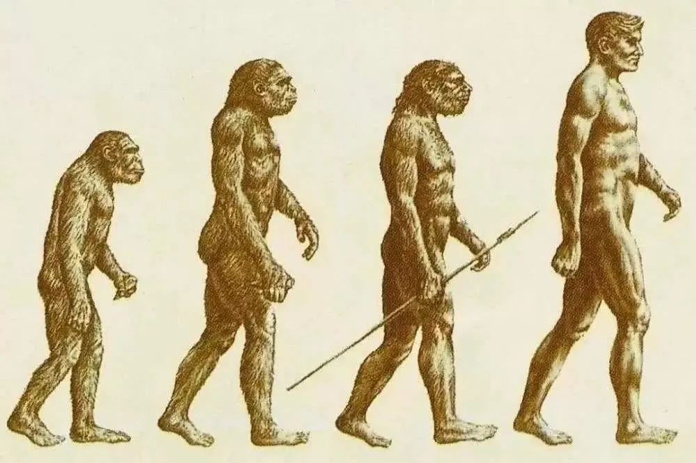 生物进化,智人,类人猿
