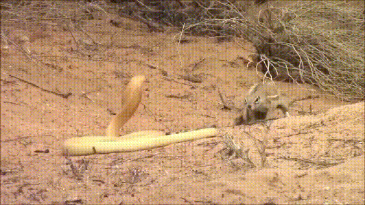 黄金眼镜蛇,是非洲蛇伤最多的毒蛇之一,毒性仅次于黑曼巴(体色其实不