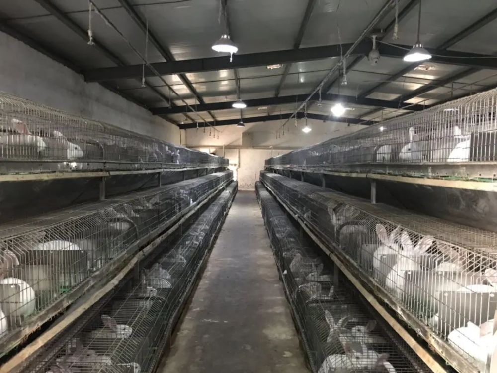 富阳一位养兔专业户开发了新产品