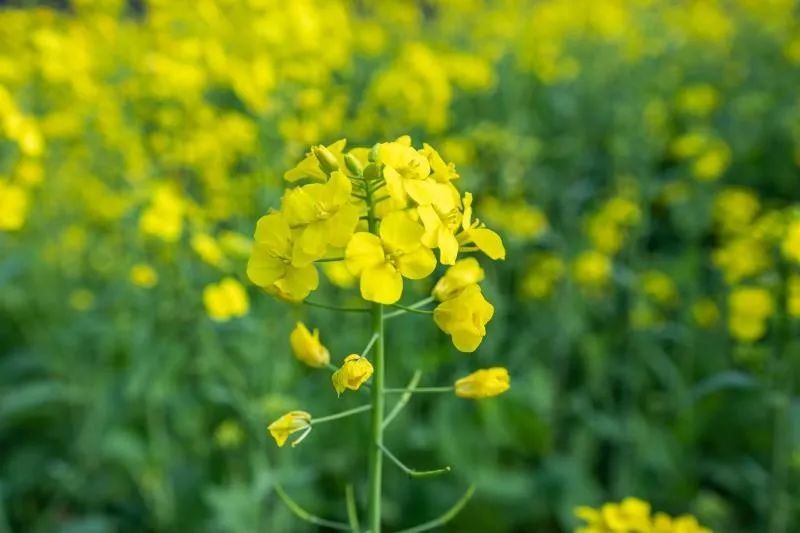 据说油菜花的花语是"加油"