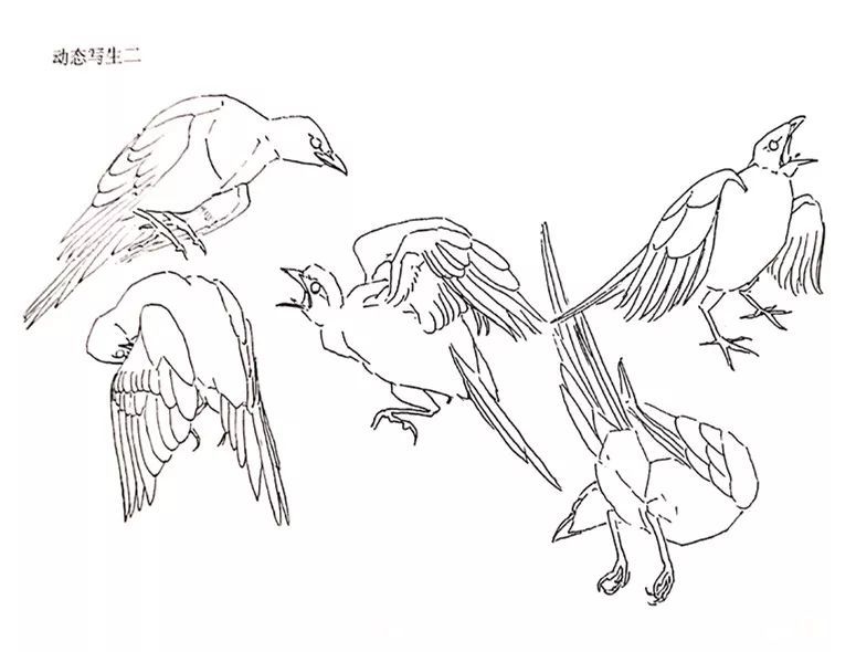 喜鹊,花鸟画,画家,绘画,石涛