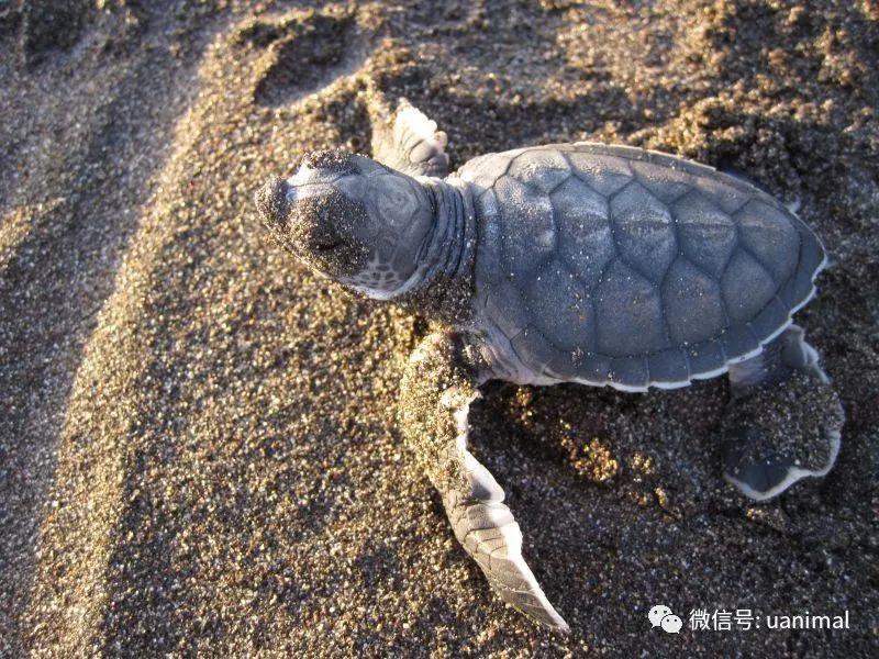 24期:世界上最大的海龟之一-绿海龟