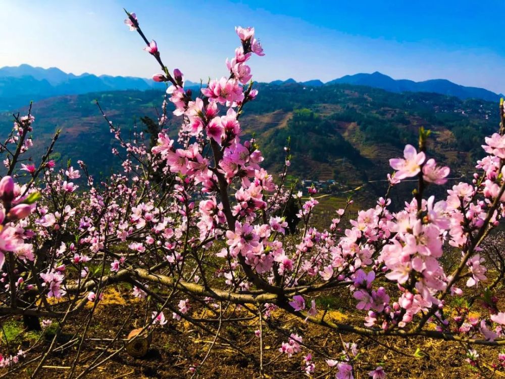 桃花,盘州市,桃树,廖光玉,桃林,村党支部