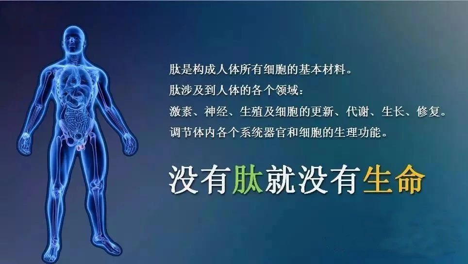 肽对人体有什么作用 ?