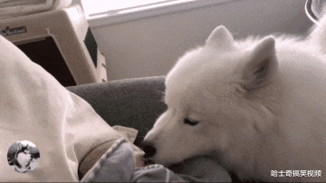 虽说很多人喜欢养宠物犬,但是并不是每个人都能自始至终,为什么这么