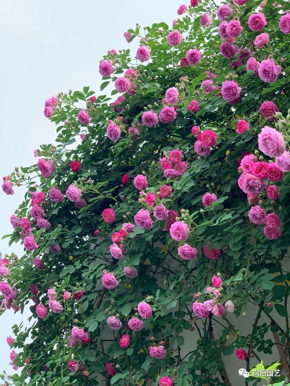 种棵蔷薇花,顺着院墙爬,长成"花拱门",小蜜蜂天天来你