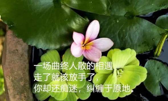 微信朋友圈人生哲理经典感悟句子,句句说进人心!