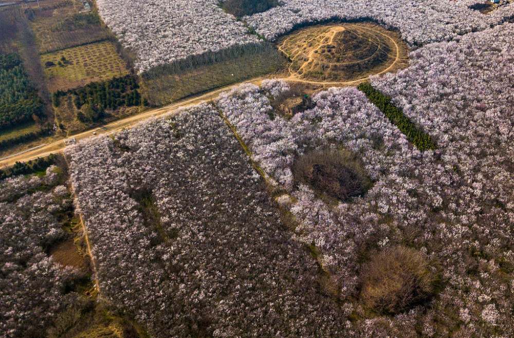 西安:航拍大府井村 山桃花盛开景色美