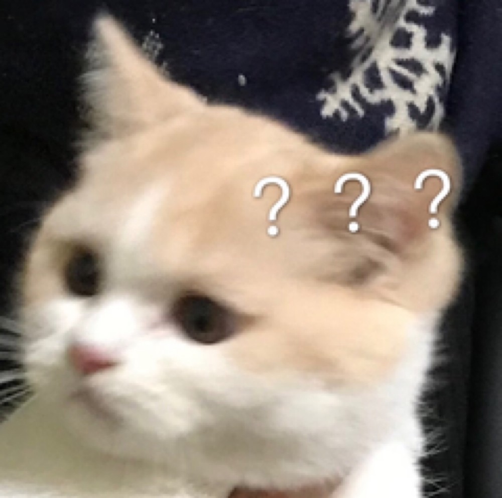 表情包 小猫问号 看点快报