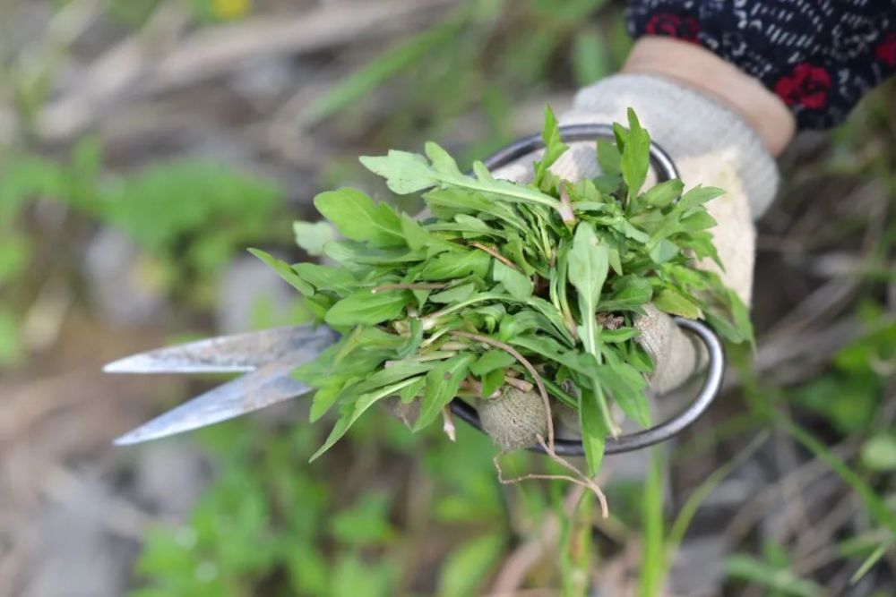 野菜 你慢慢地来 慢慢地走