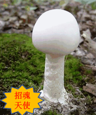 注意!警惕春季广东毒蘑菇