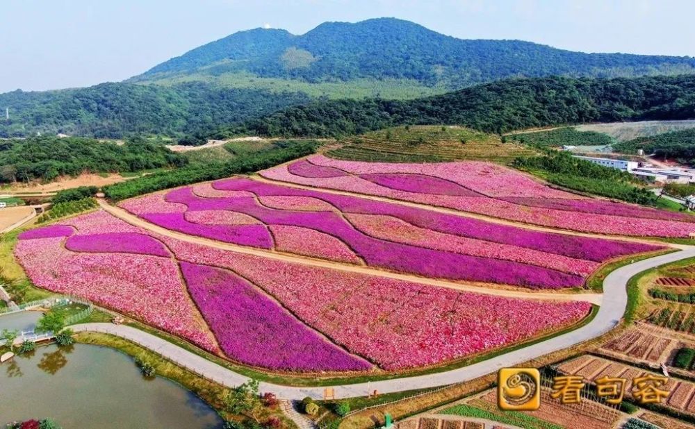 宝华玉兰,郁金香,芍药,牡丹……句容春日赏花全攻略