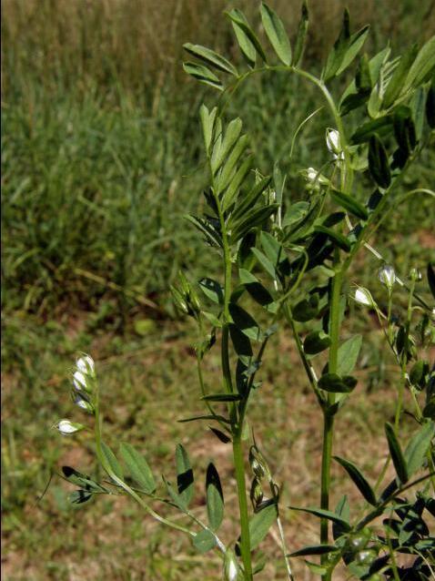 野菜,荒野,美食,兵豆,中草药