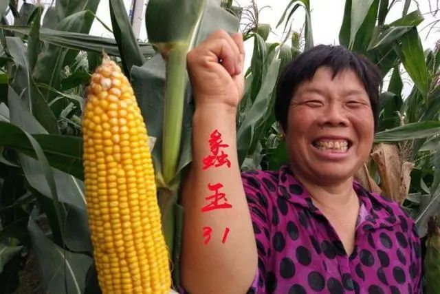 这个玉米种,出籽率高!超高产!亩产可达900公斤,农户卖