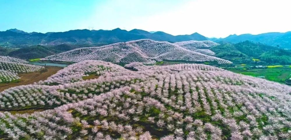 从2月27日起,龙里县景区景点逐步恢复开放后,贵州龙架山森林公园开园