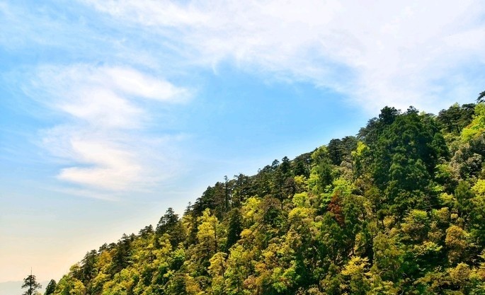 杭州周边最冷门景点,自然风光旖旎千年古树密集,好想现在就出发
