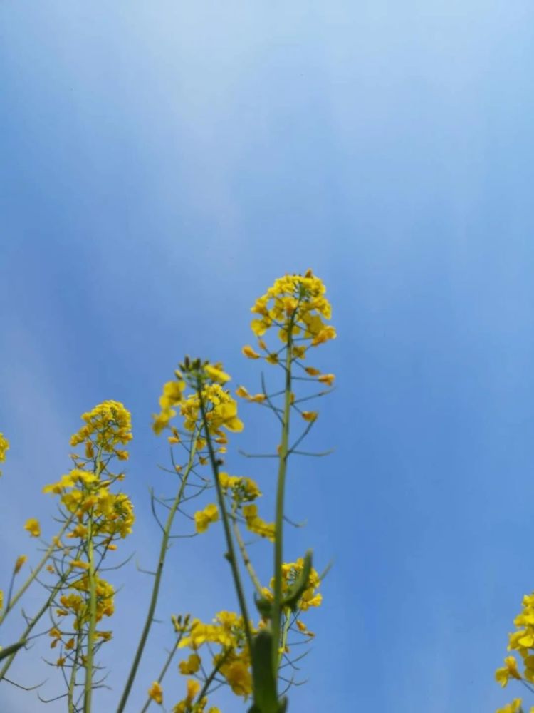 菜苔都会成菜花