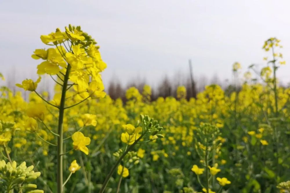 菜苔都会成菜花