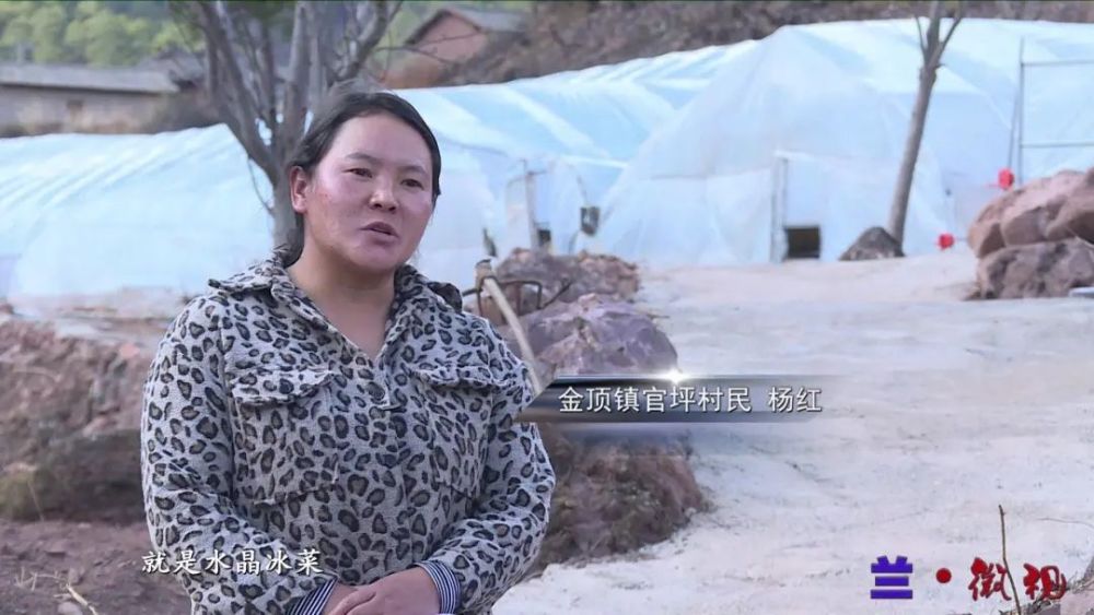 金顶镇的杨红:贫困户到致富女能人的美丽蝶变