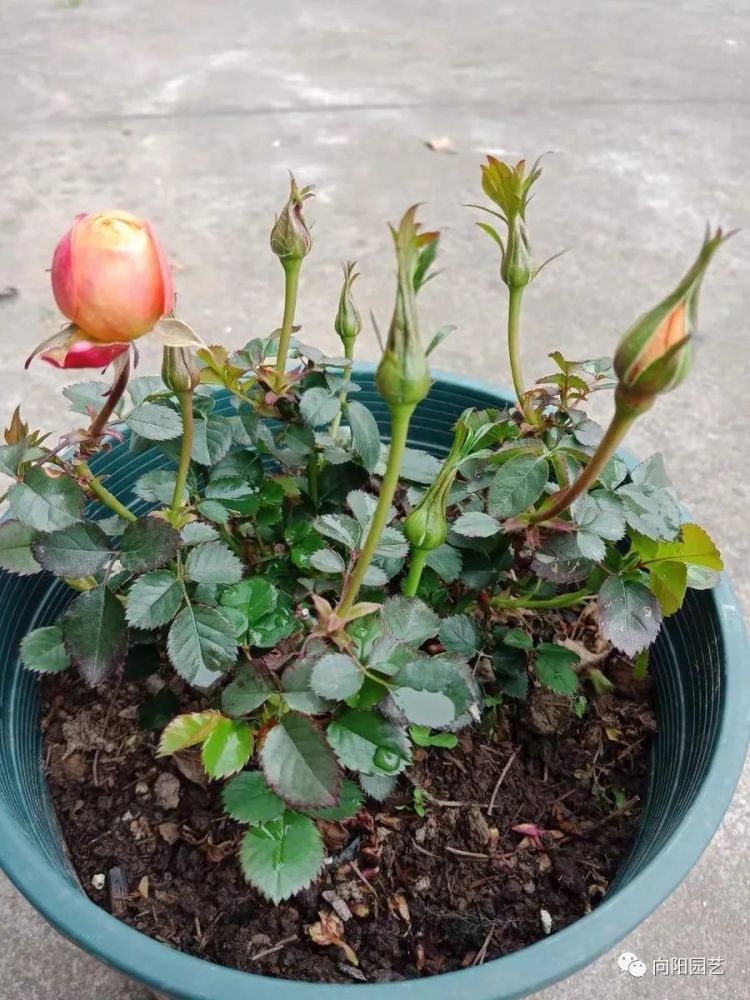养月季花,首先