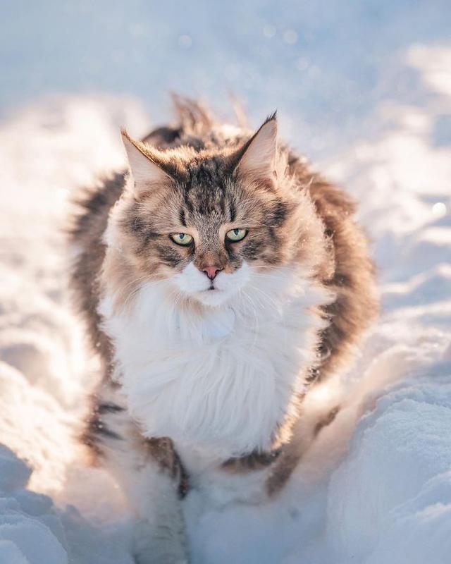 把猫拍出了狮子一样的风采,是这猫太凶了,还是摄影师太棒了呢