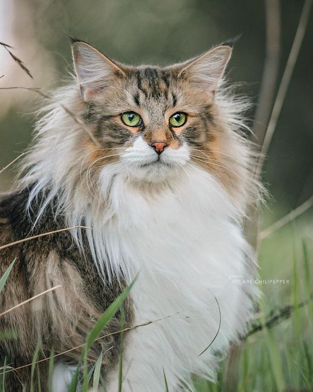 狮子,挪威森林猫,小猫
