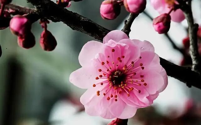 洛阳三月孟津最美,桃花,杏花,梨花,梅花,赏花攻略