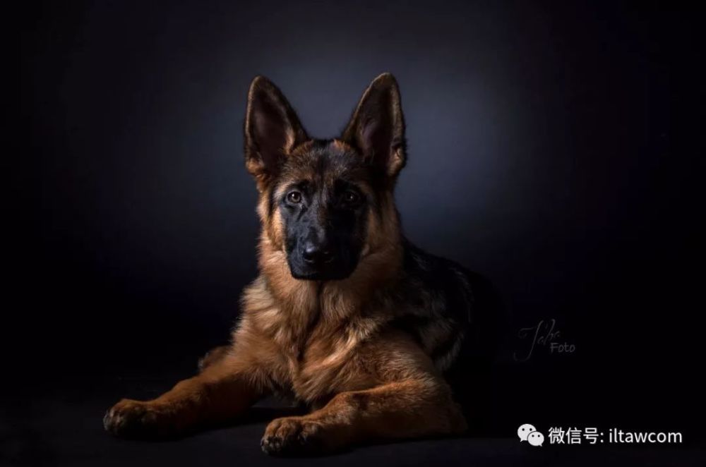 活跃在多个领域的工作犬-德国牧羊犬