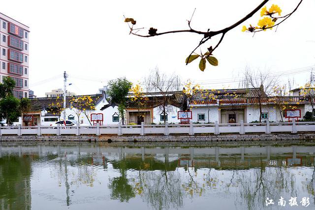 春天来了,潮州这个村里的风铃花很漂亮