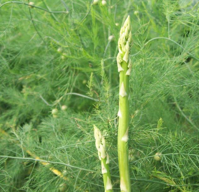 阳台如何种植芦笋