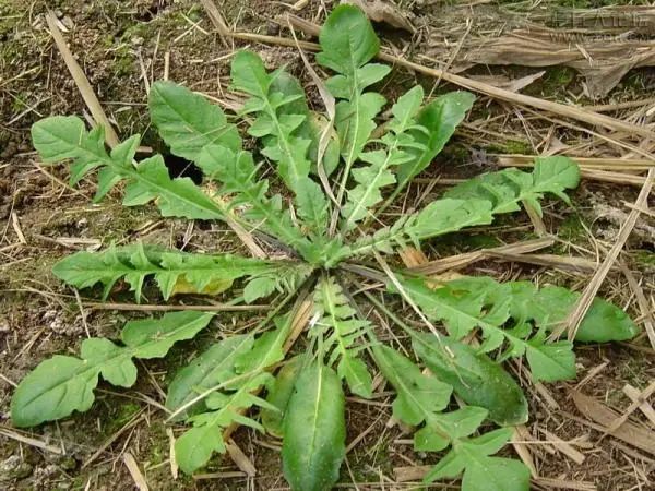 在这春暖花开的季节,农村这"两样野菜"正是时候,农民都知道吗?