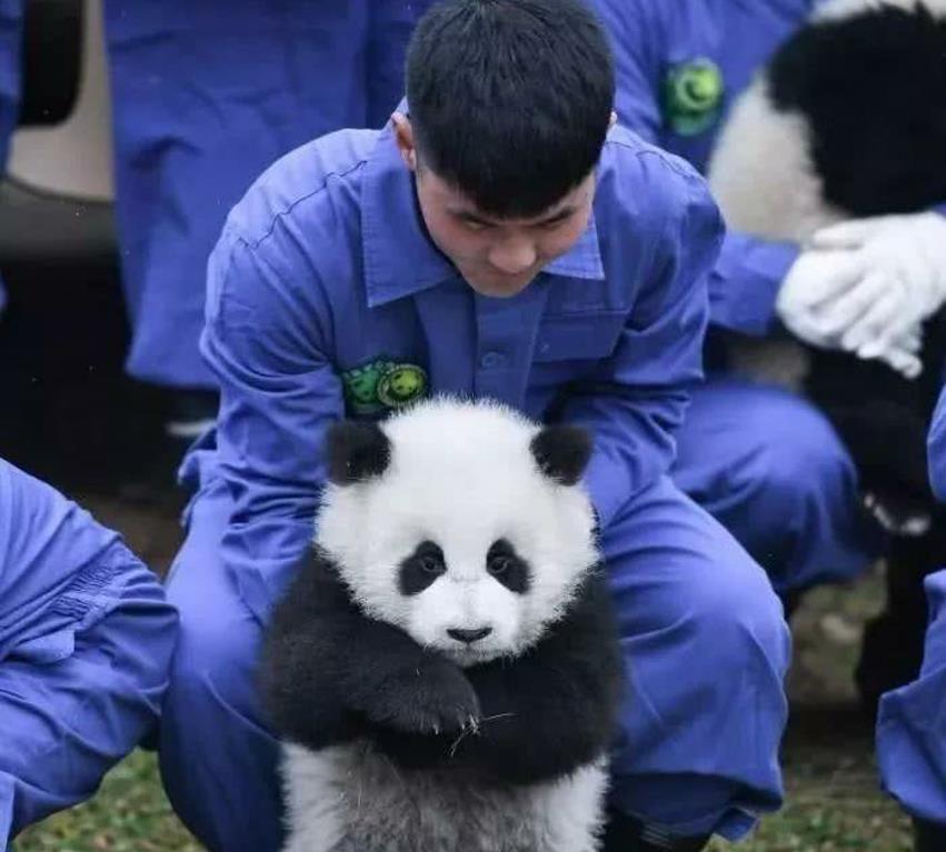 大熊猫身上的黑色和白色,颠倒过来会怎样?网友:完全不