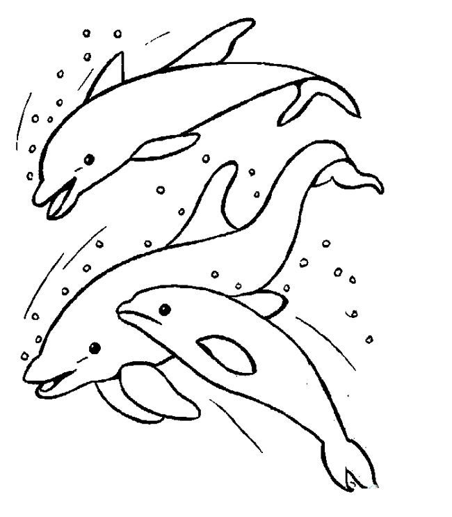 每天学一幅简笔画-15张海豚简笔画图片大全