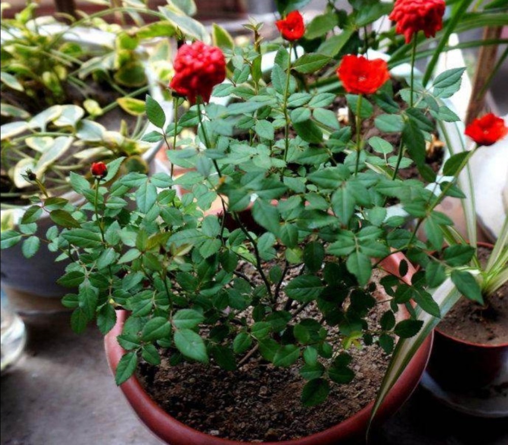 阳台也能养的"微型月季",花期长,品种多,四季有花赏
