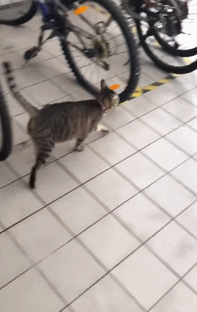 单看脸的话,你能分辨出这只橘猫和狸花猫到底谁胖吗?