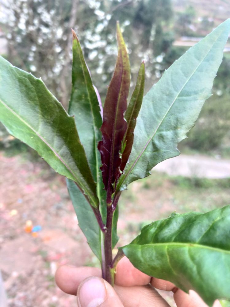 "血皮菜"虽然有毒,却是一道美味的野菜