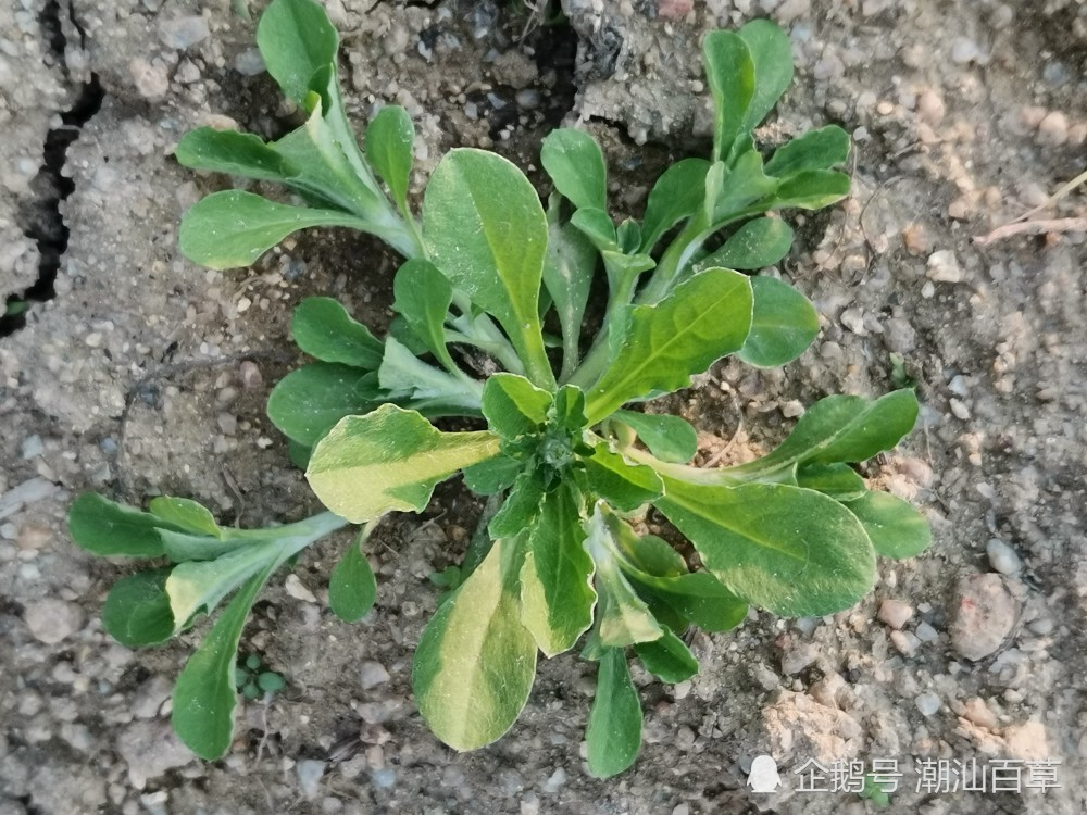 潮汕中草药之防疫益肺汤,肺炎疫情暴发,怕咳嗽?请来野草帮你忙