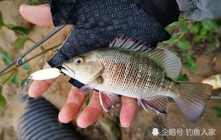 浅水海沟钓鱼,路亚野钓10多种海鱼,钓获一箱30多条茂公鱼