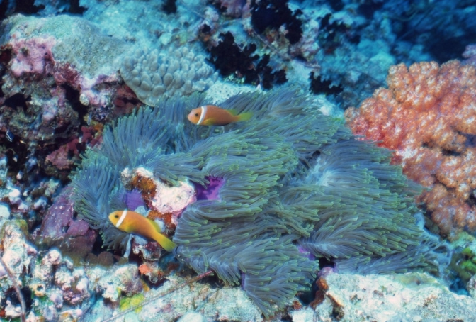 深海生物出现在浅海区域,研究员给它起名漂浮之城,它不应该出现