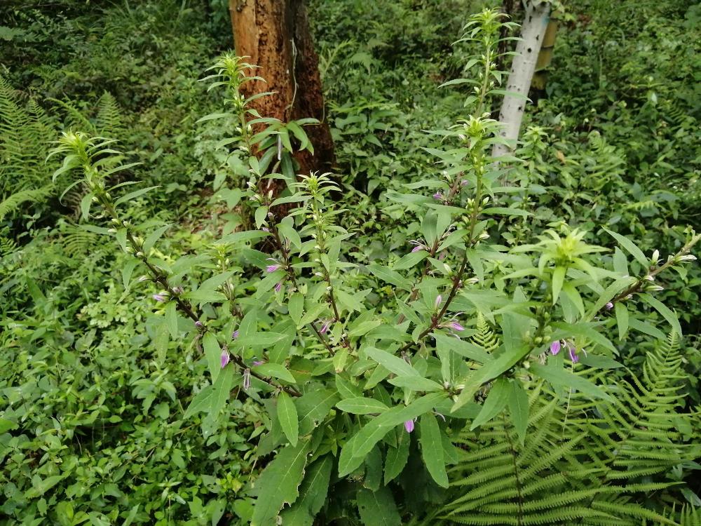 金挖耳,植物,牙痛,野草,草药