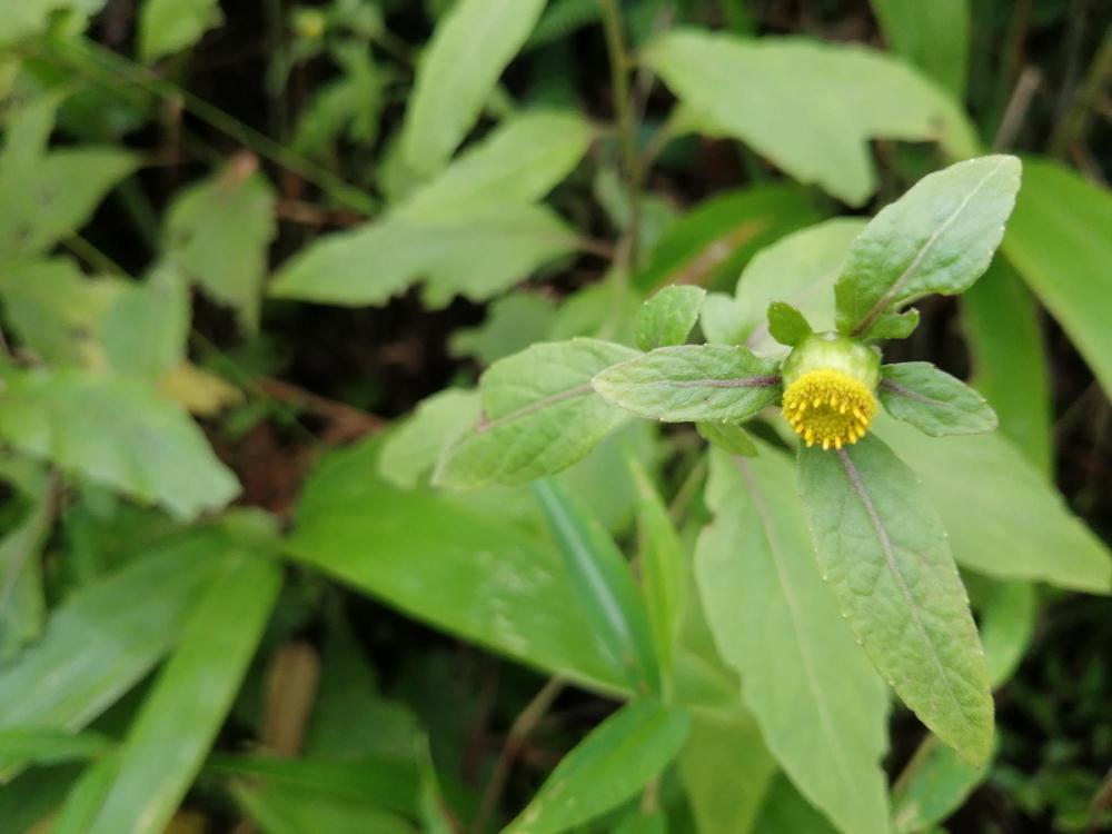 金挖耳,植物,牙痛,野草,草药